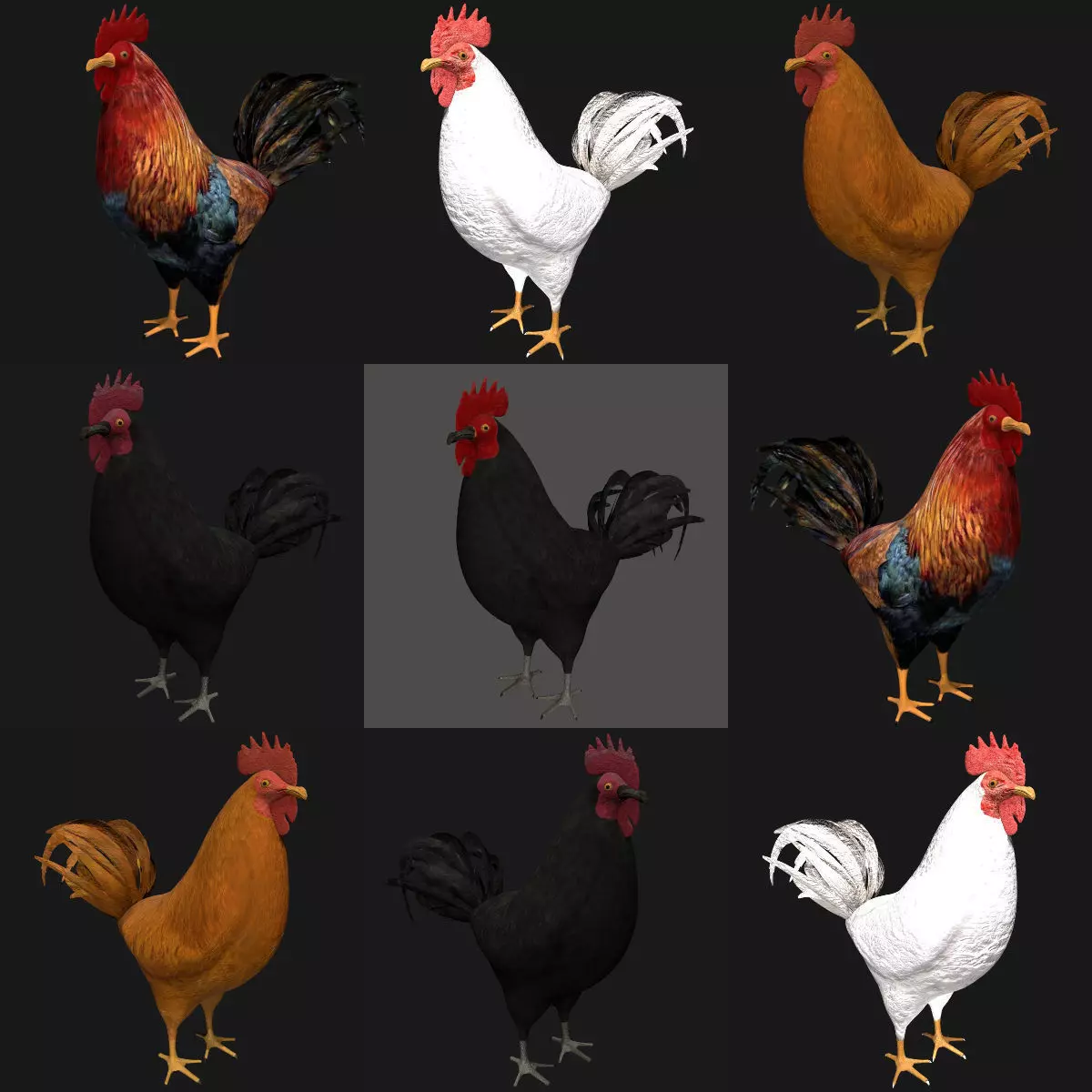 Different color Rooster hen collection _0