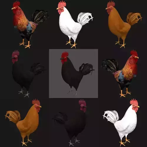 Different color Rooster hen collection 