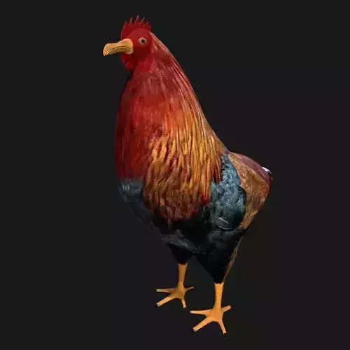 Chicken fully rigged low poly Low-poly 3D model