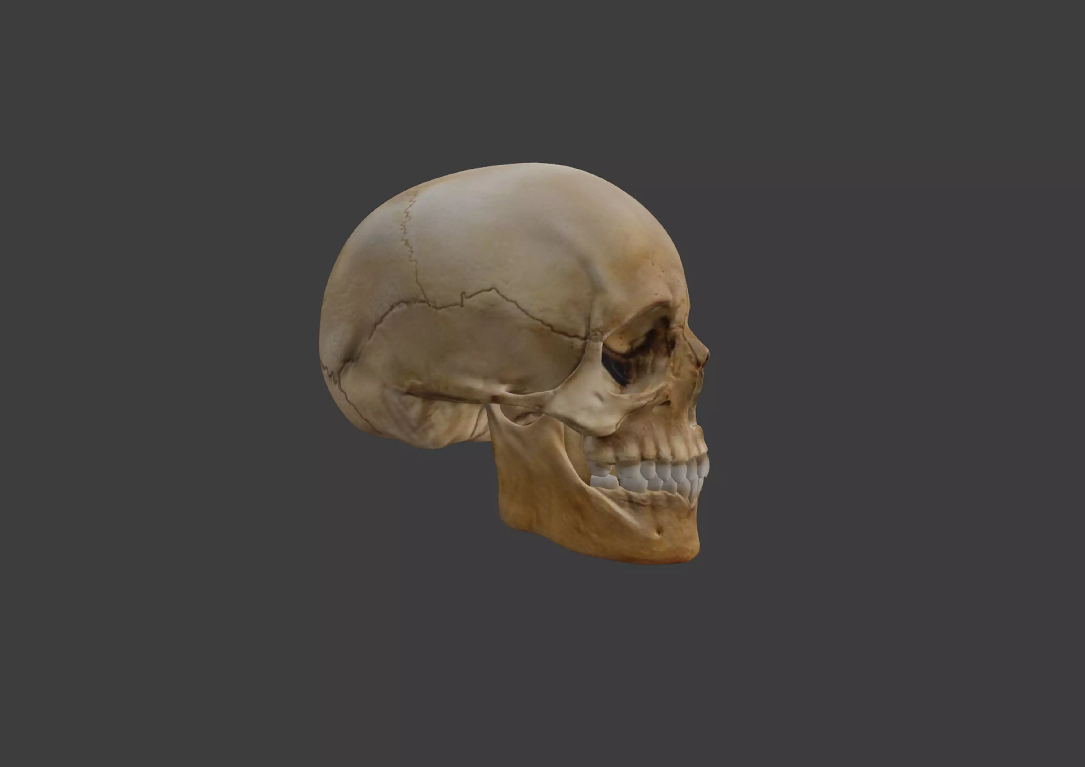 Human Skull 3D model