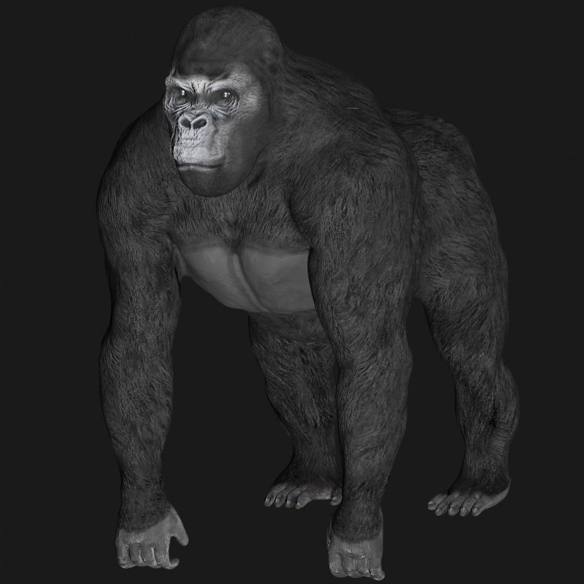 Gorilla 3D model_7