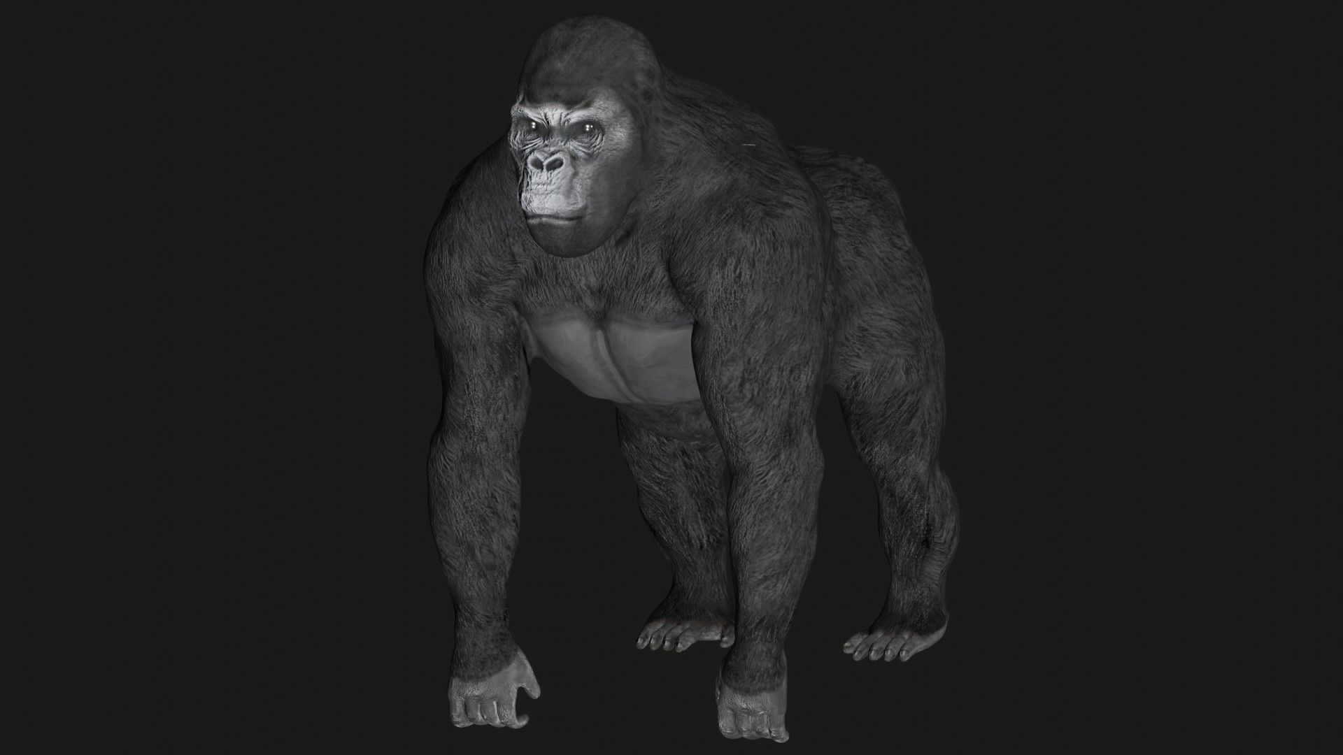 Gorilla 3D model_1