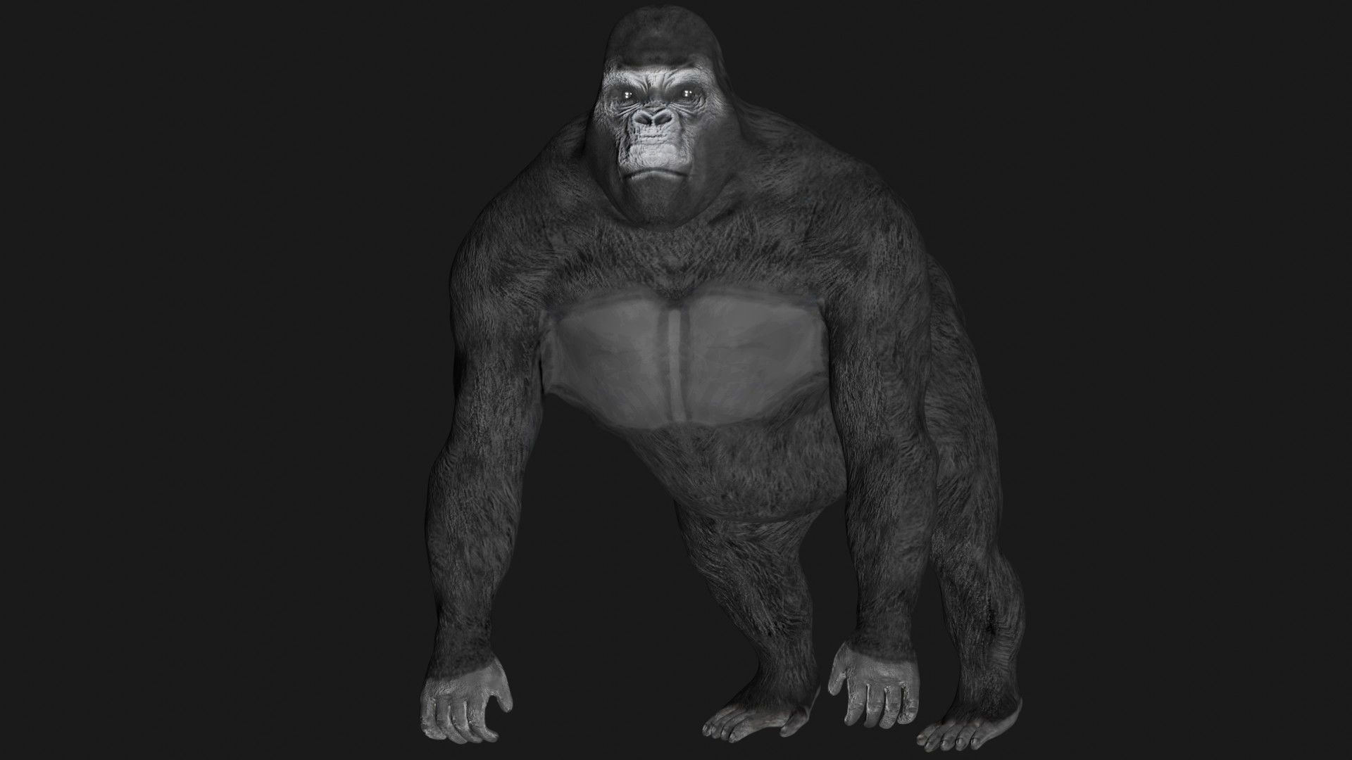 Gorilla 3D model_4