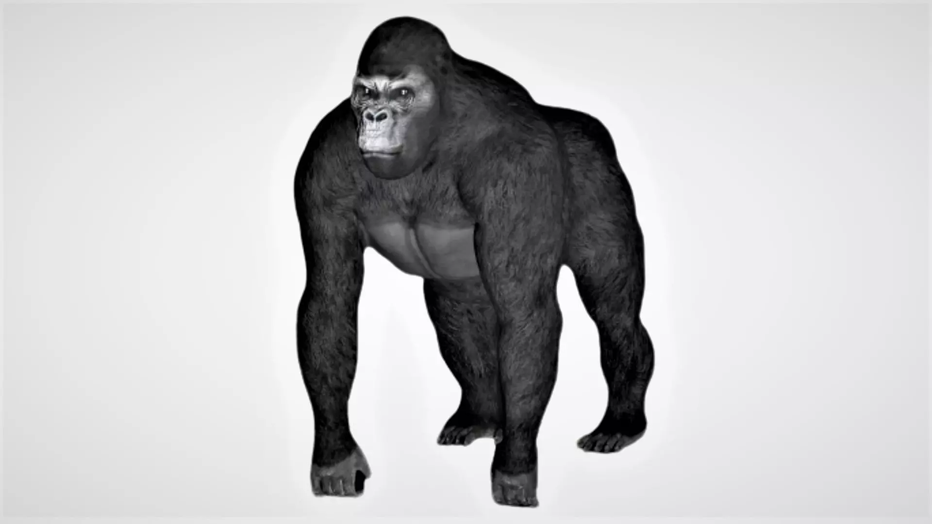 Gorilla 3D model_0