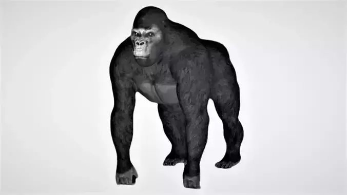 Gorilla 3D model