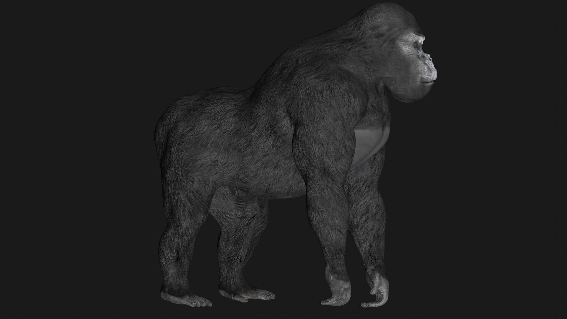 Gorilla 3D model_6