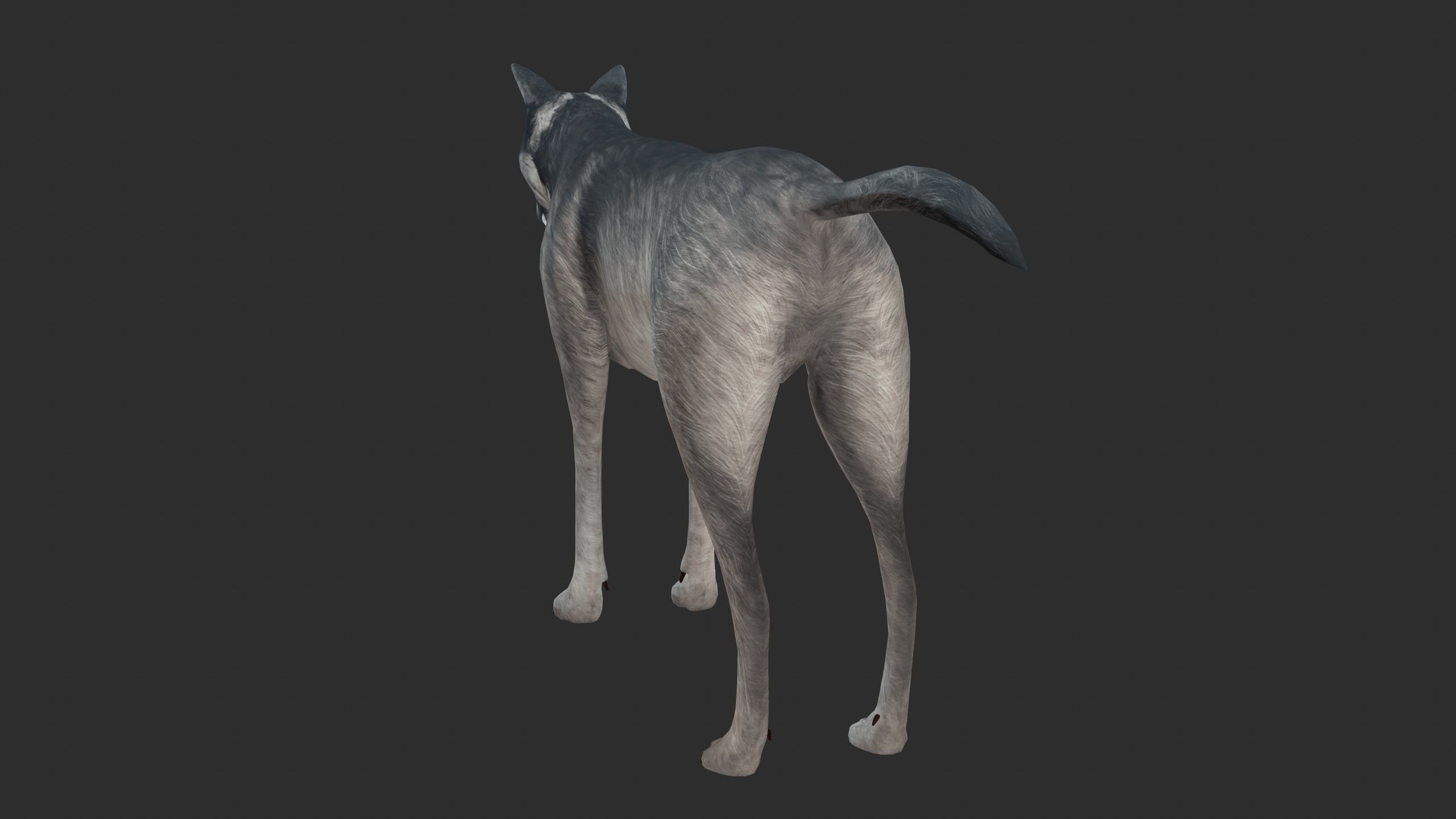 Wolf 3d model Low-poly 3D model_4