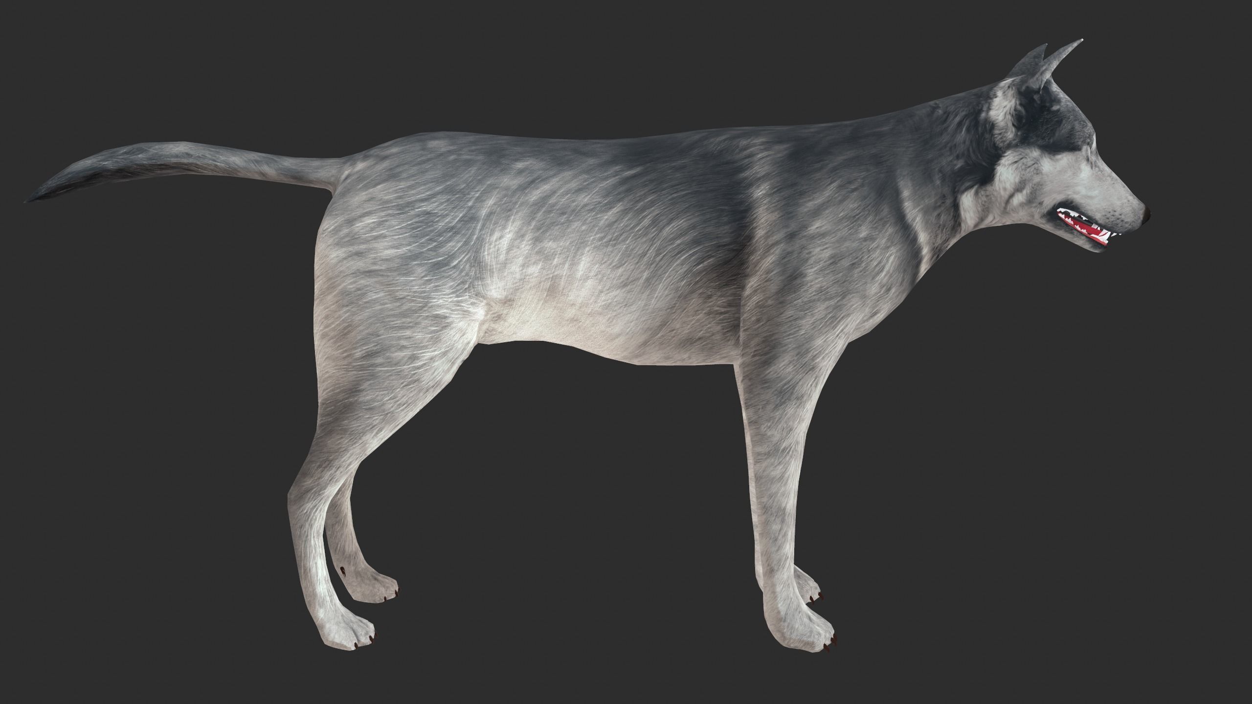 Wolf 3d model Low-poly 3D model_3