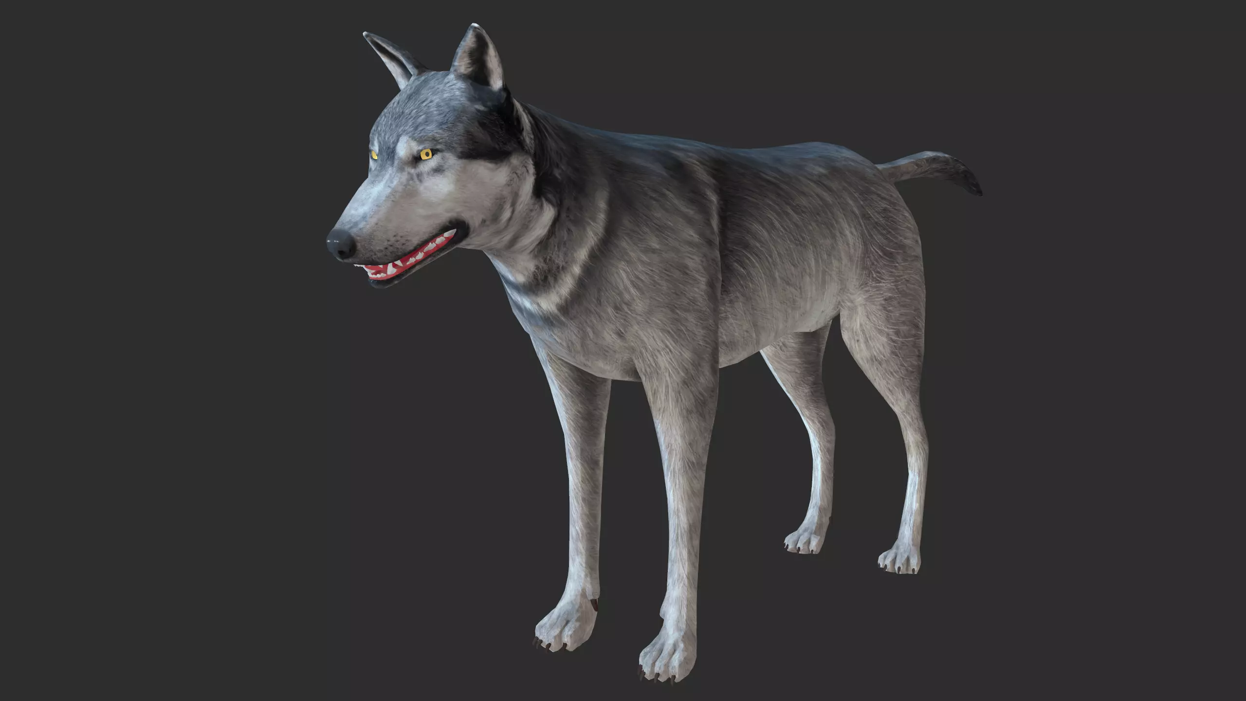 Wolf 3d model Low-poly 3D model_0