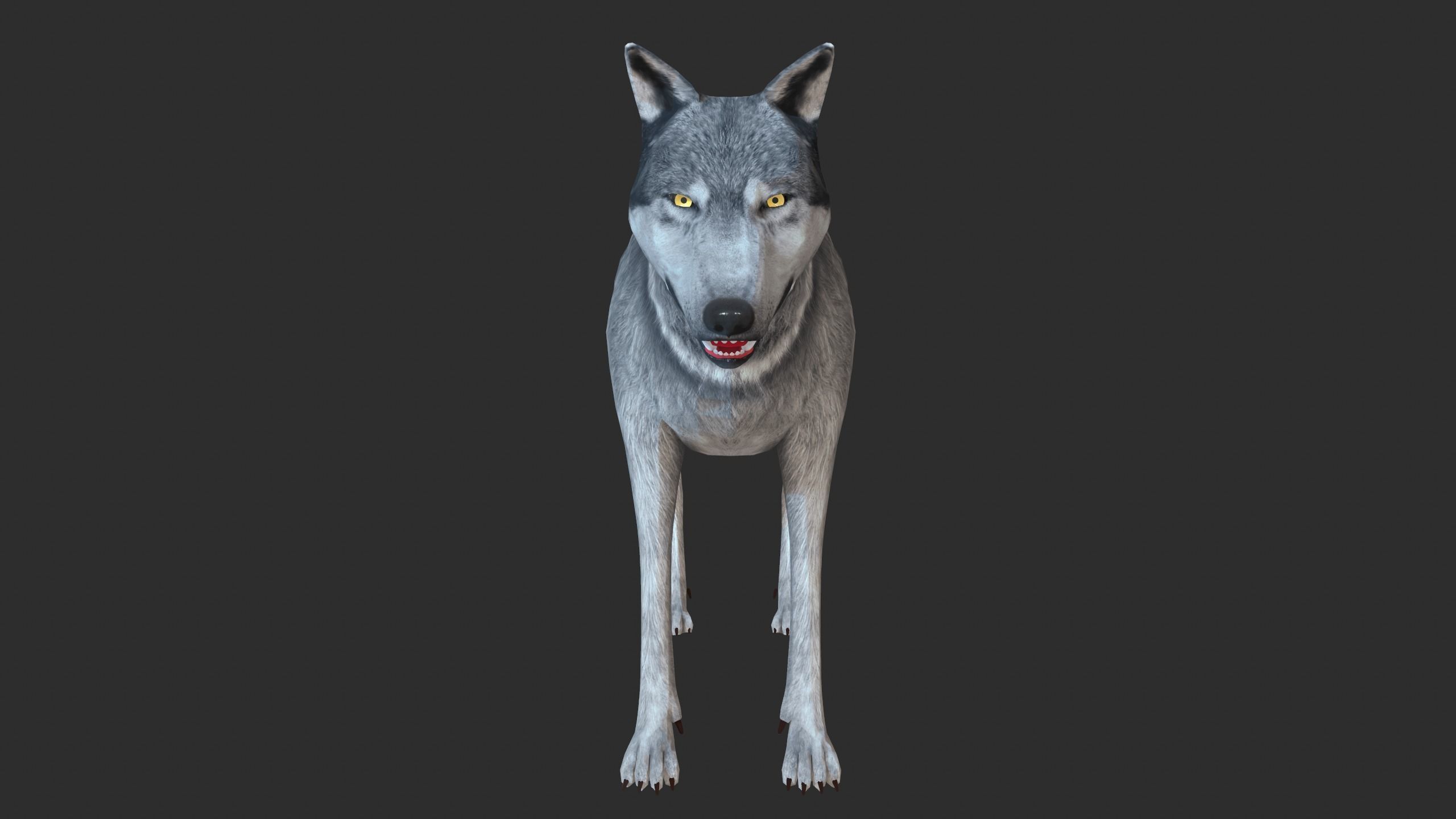 Wolf 3d model Low-poly 3D model_1