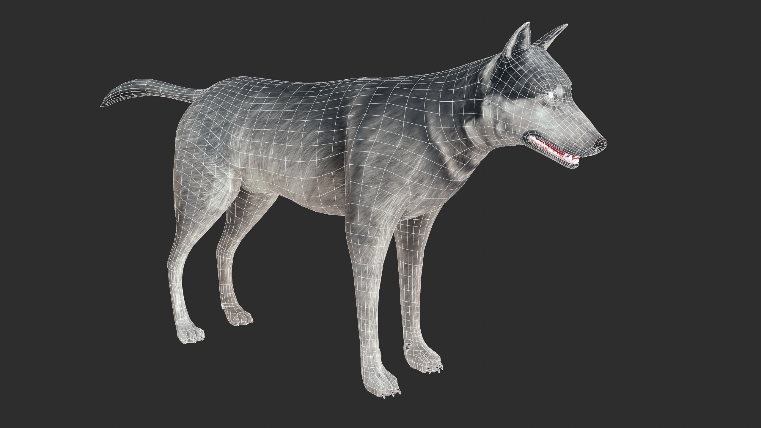 Wolf 3d model Low-poly 3D model_6