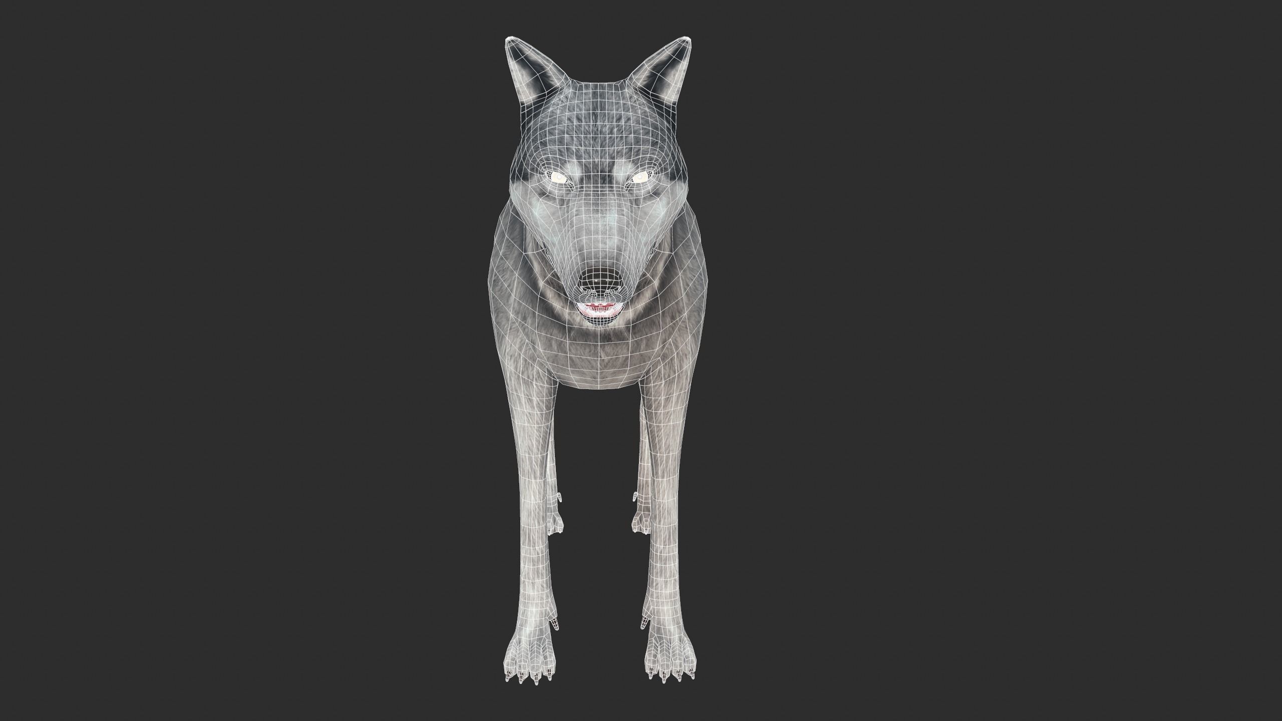 Wolf 3d model Low-poly 3D model_7