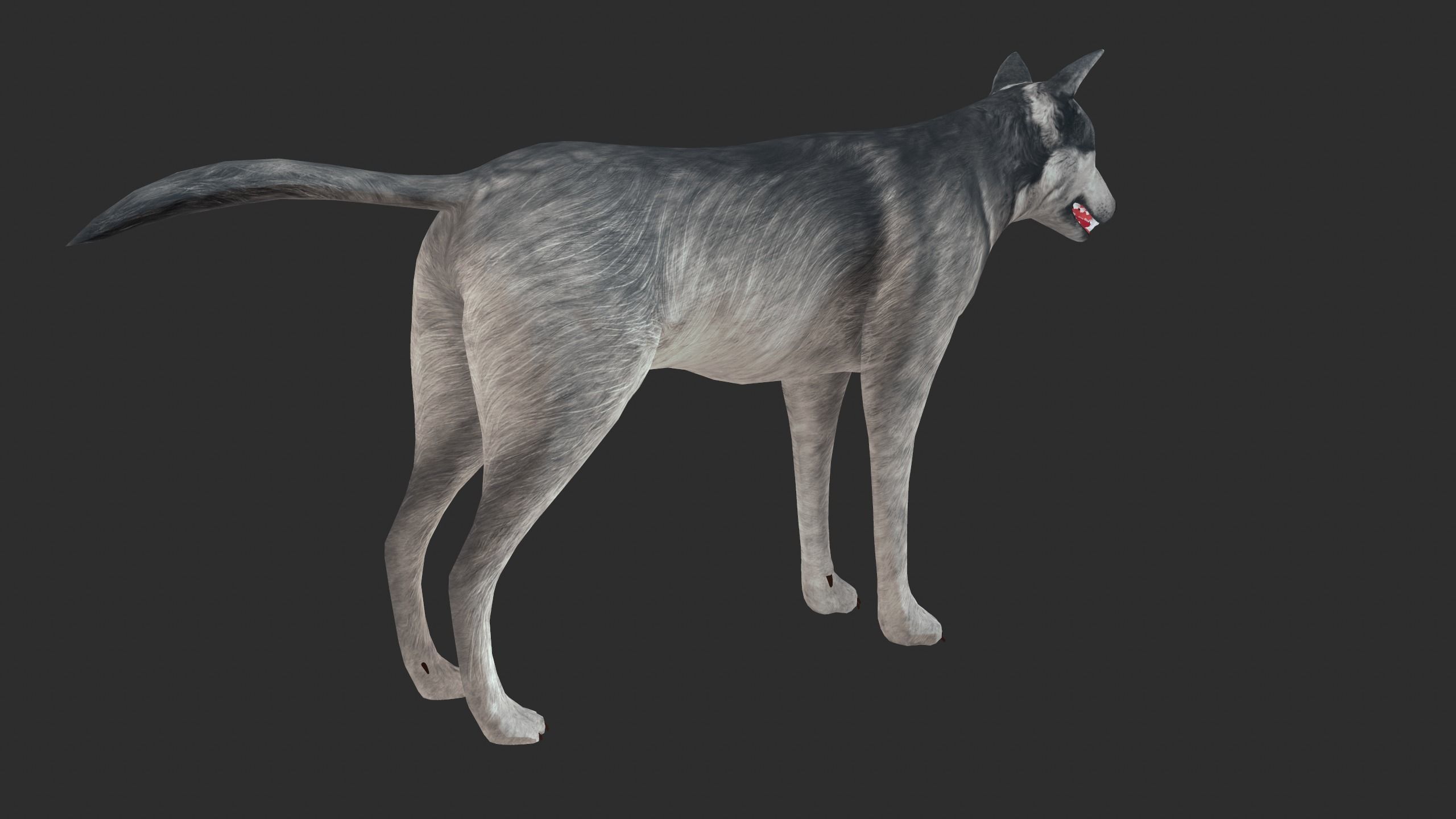 Wolf 3d model Low-poly 3D model_5