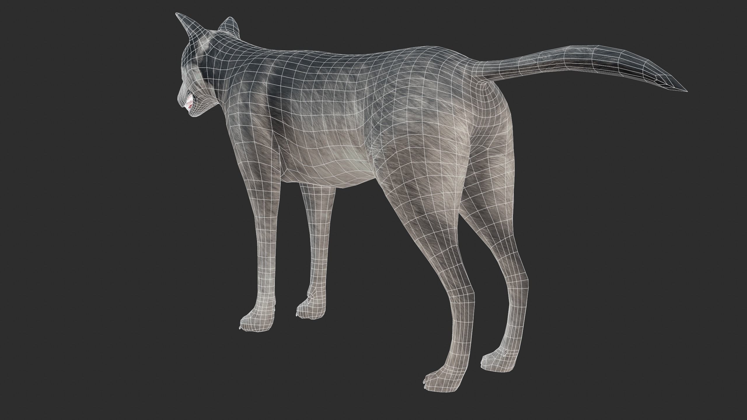 Wolf 3d model Low-poly 3D model_8