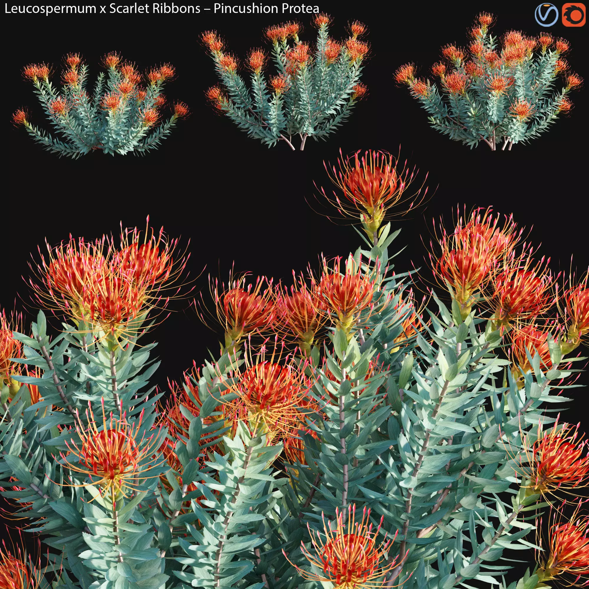 Leucospermum - Scarlet Ribbons - Pincushion Protea - 01 3D model