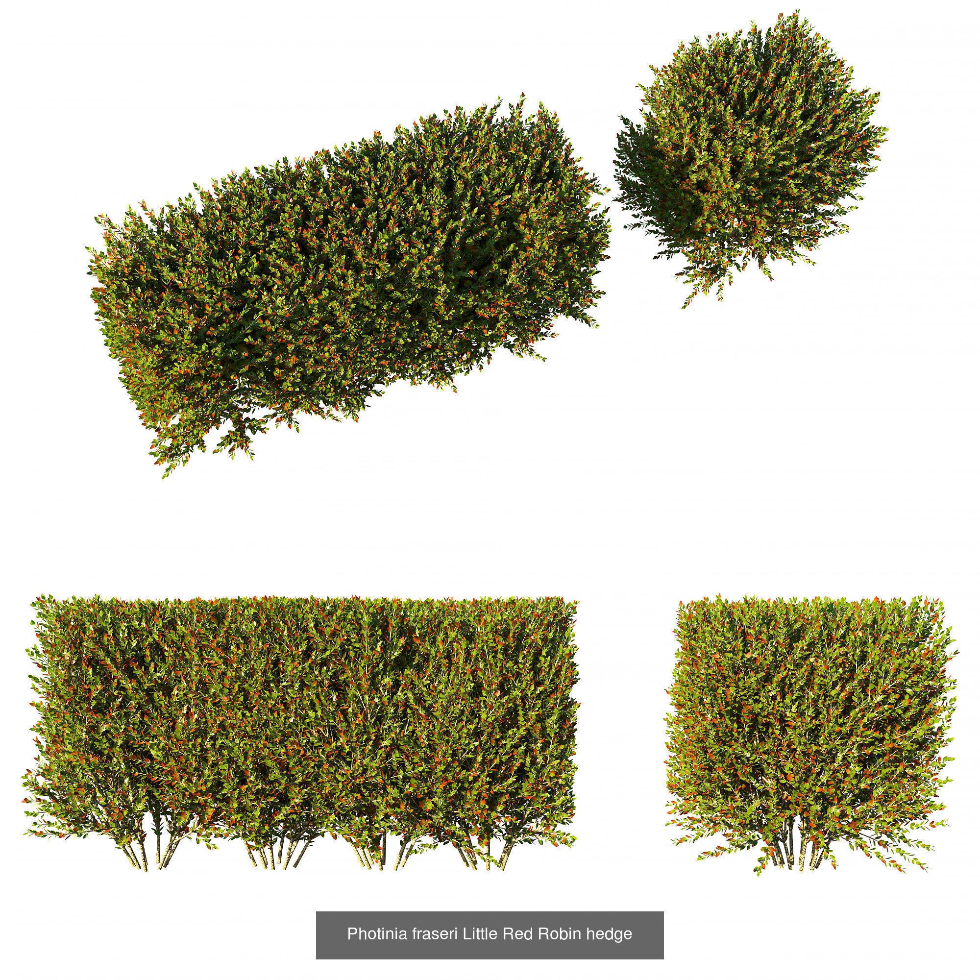 Collection bush Photinia fraseri Little Red Robin _1