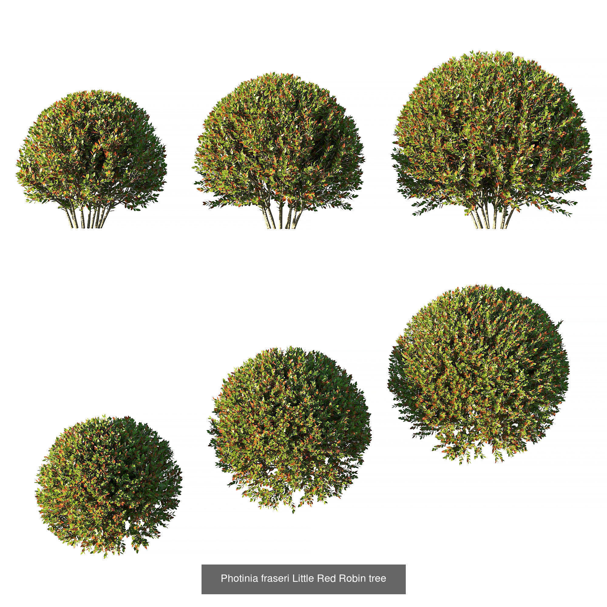 Collection bush Photinia fraseri Little Red Robin _2