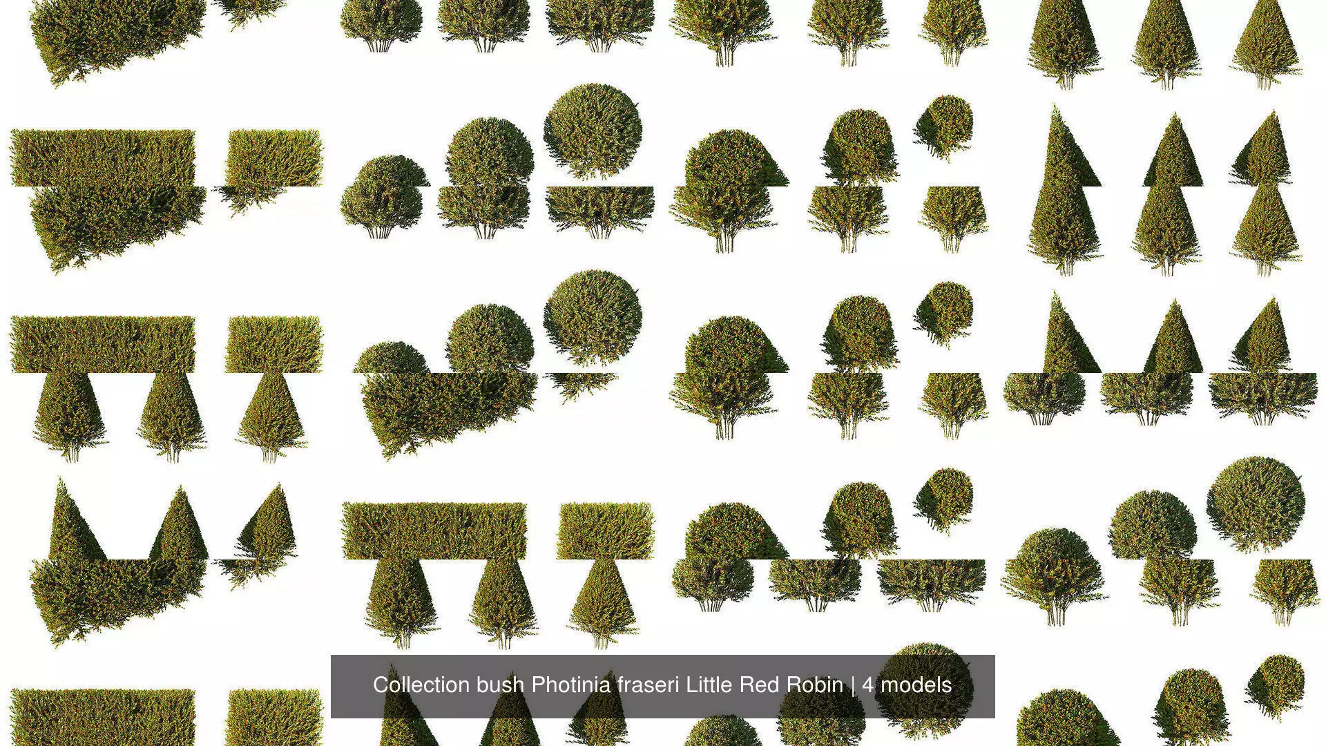 Collection bush Photinia fraseri Little Red Robin _0