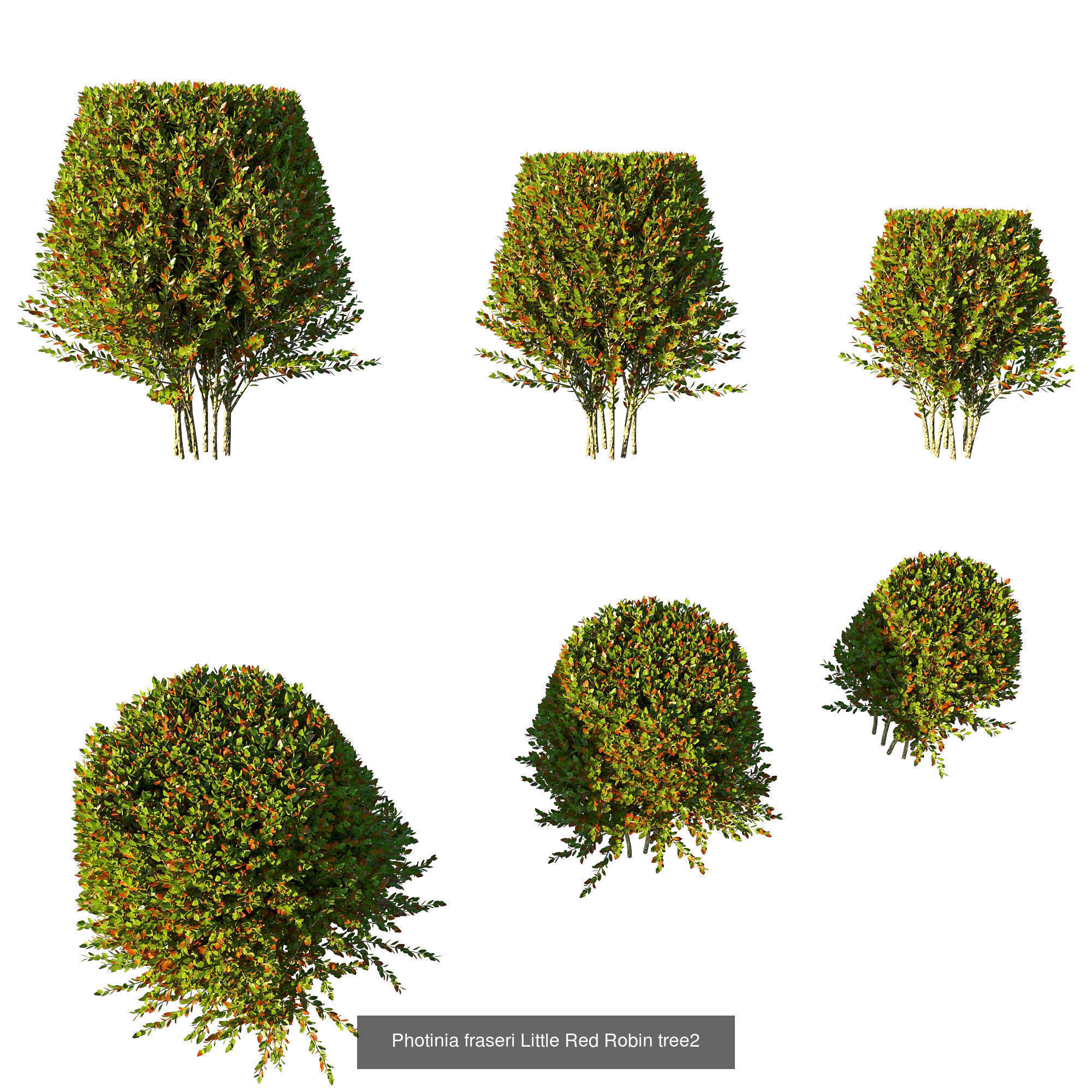 Collection bush Photinia fraseri Little Red Robin _3