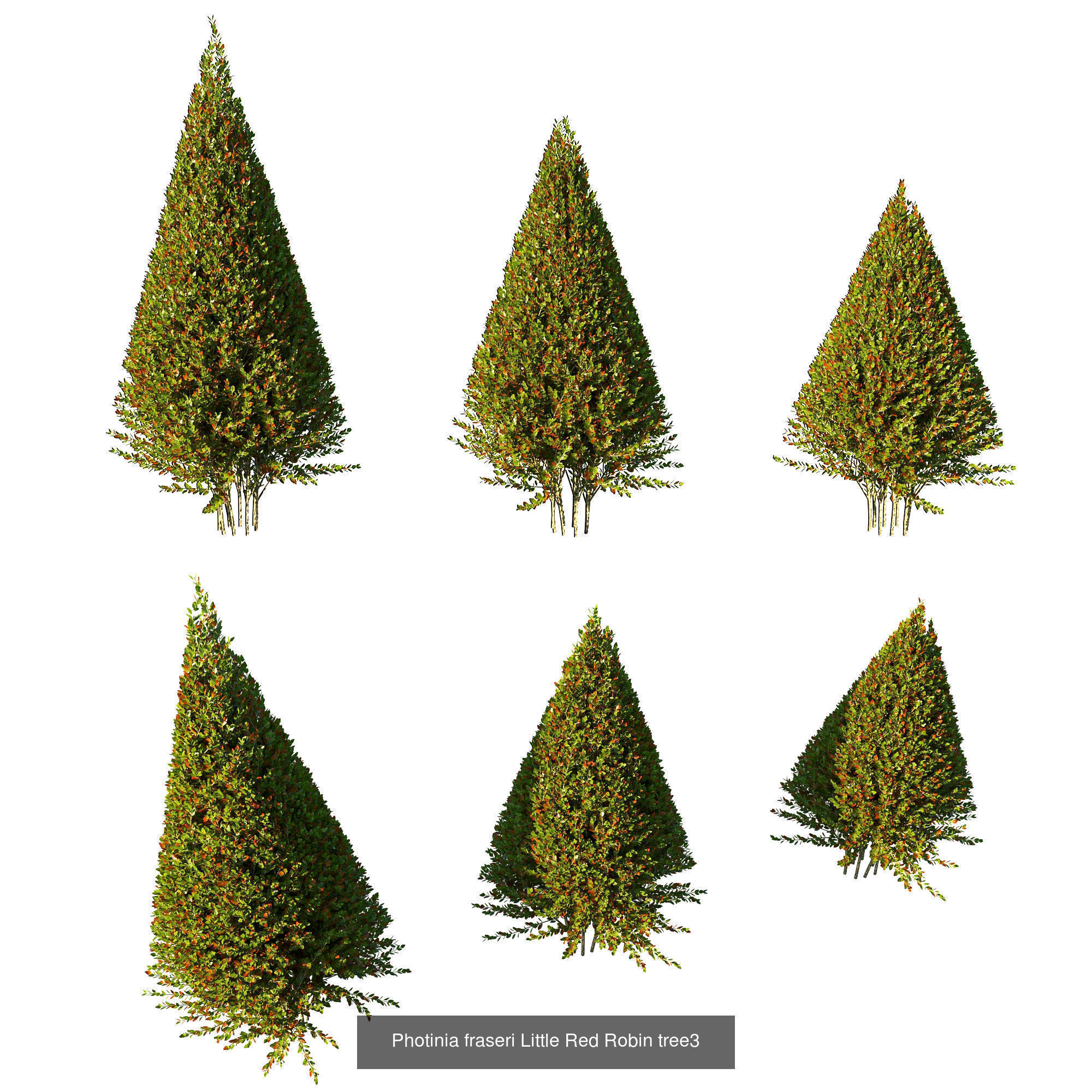 Collection bush Photinia fraseri Little Red Robin _4