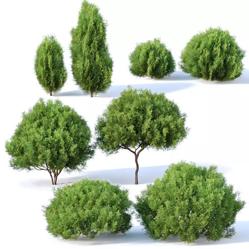 Platycladus orientalis Nr1 Eight bushes set 3D model