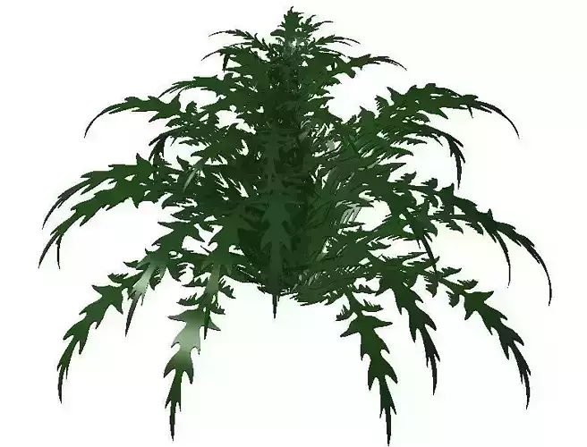 Fern plant