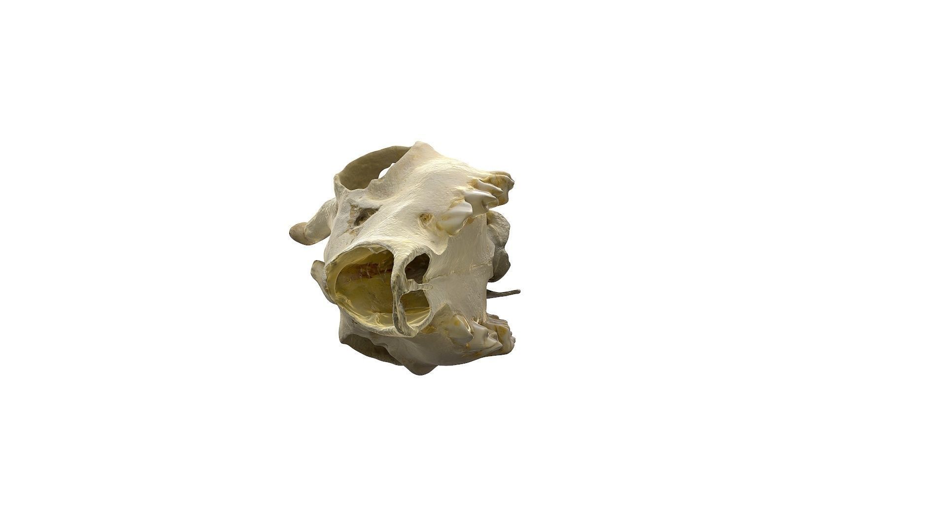 Skull - Deer Low-poly 3D model_21