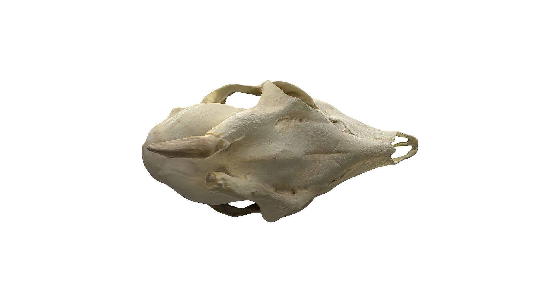 Skull - Deer Low-poly 3D model_24