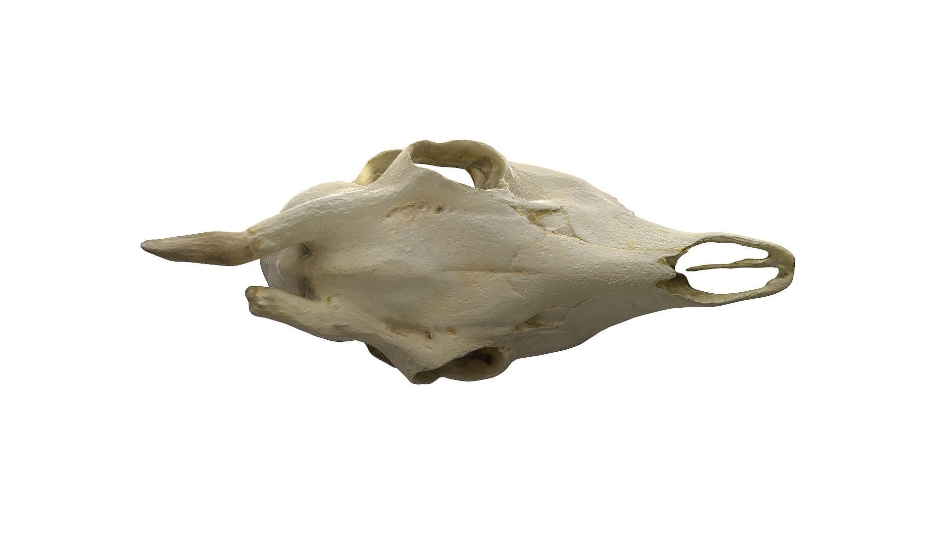 Skull - Deer Low-poly 3D model_13