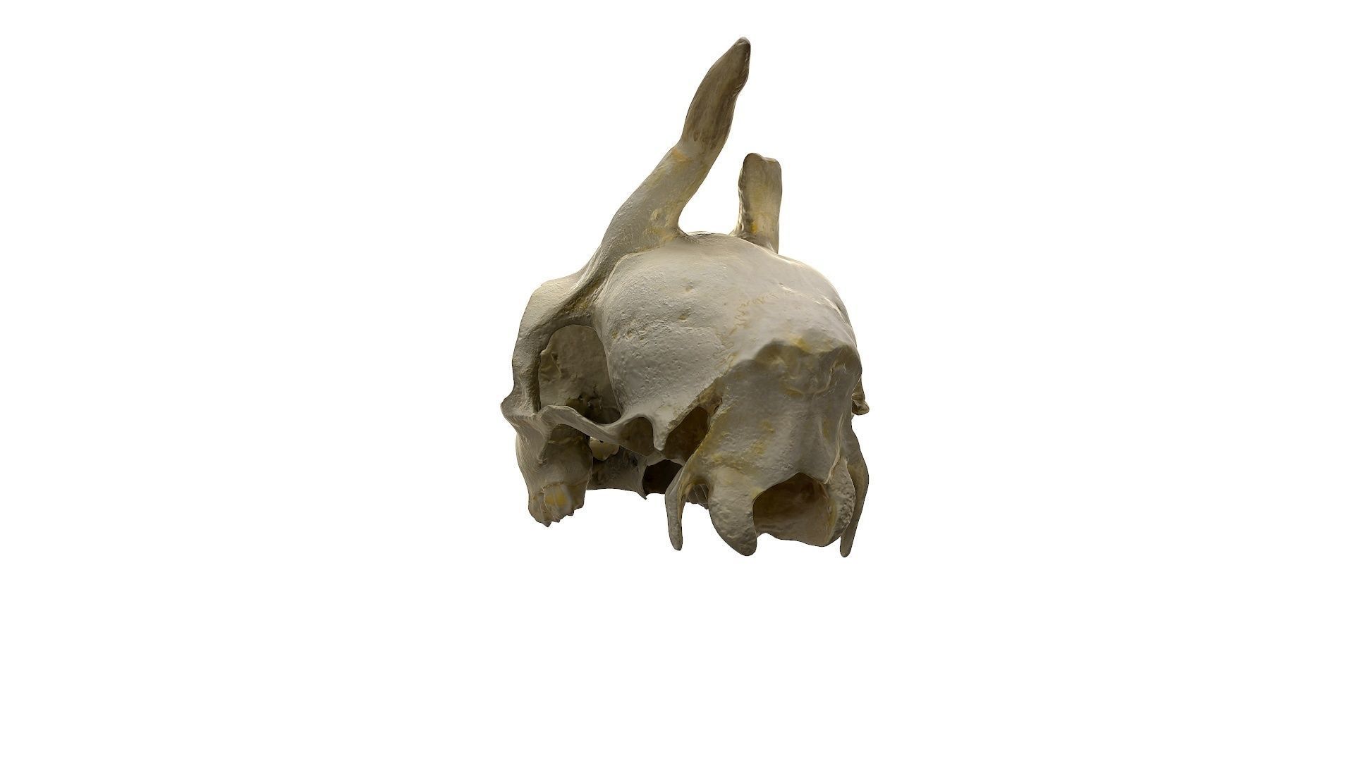 Skull - Deer Low-poly 3D model_7