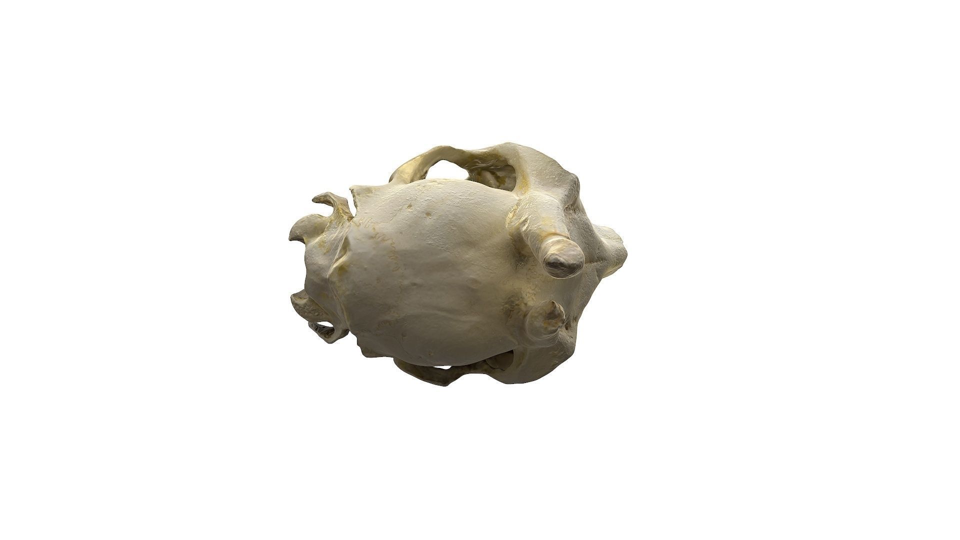 Skull - Deer Low-poly 3D model_15