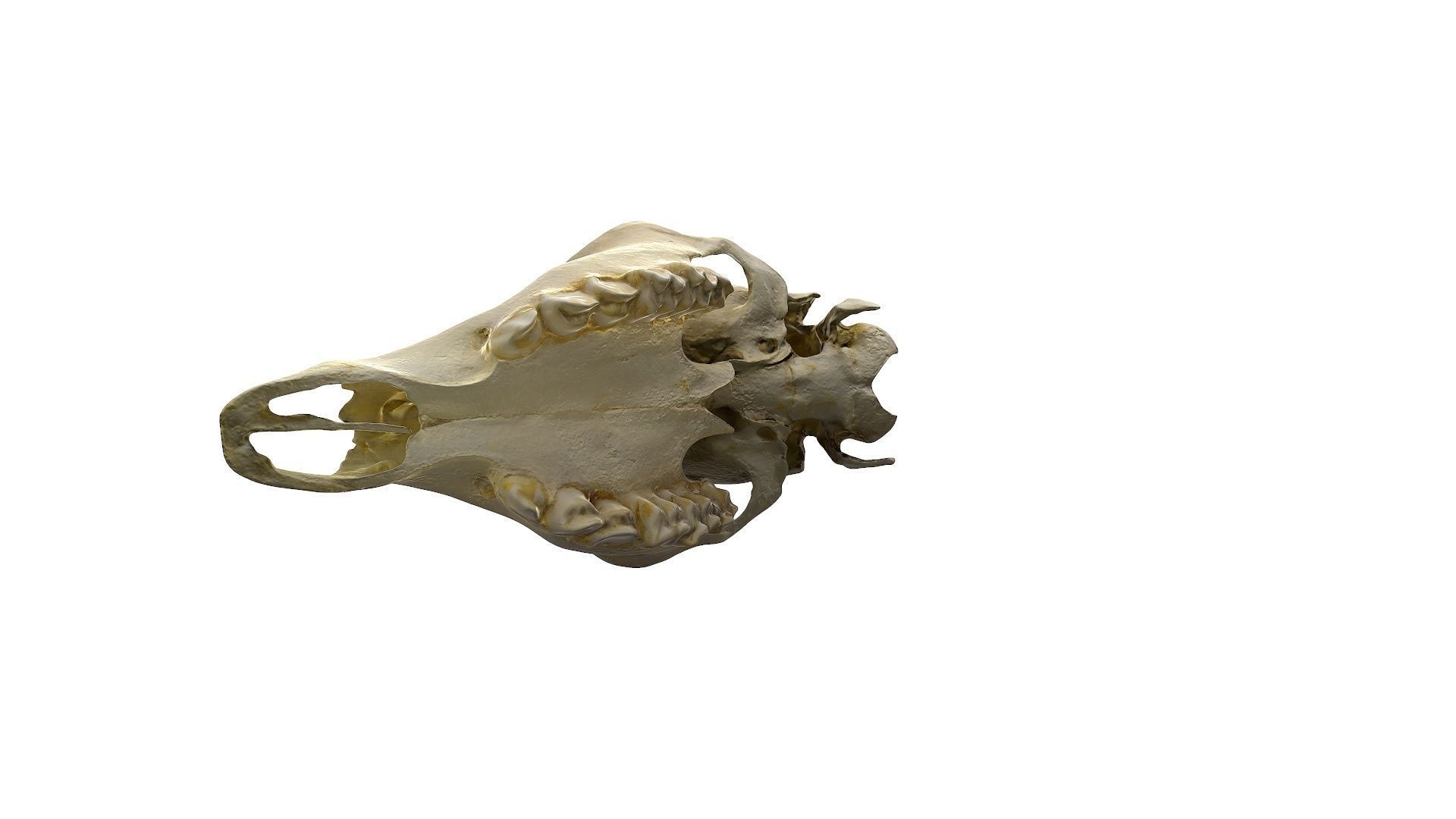 Skull - Deer Low-poly 3D model_20