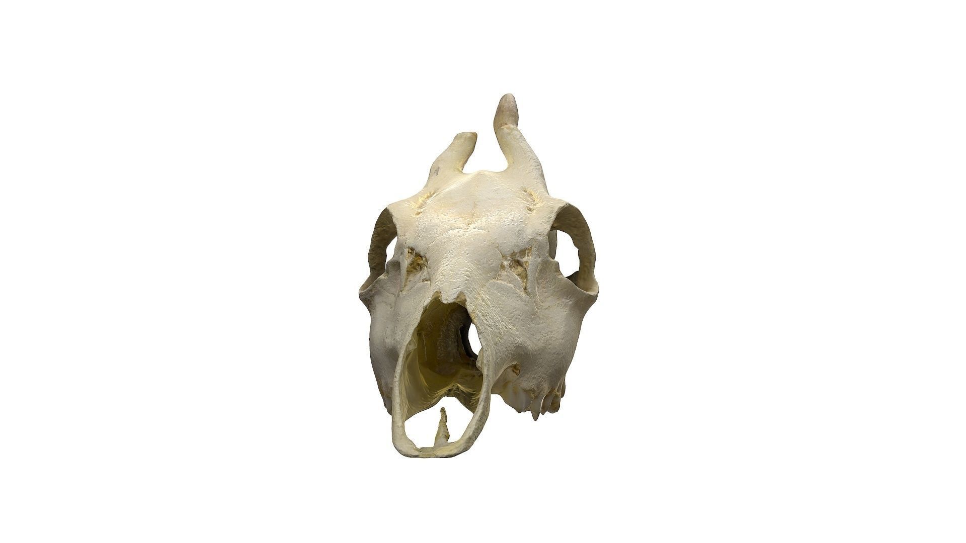Skull - Deer Low-poly 3D model_12