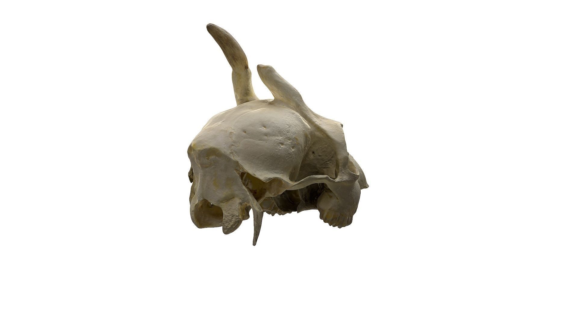 Skull - Deer Low-poly 3D model_5