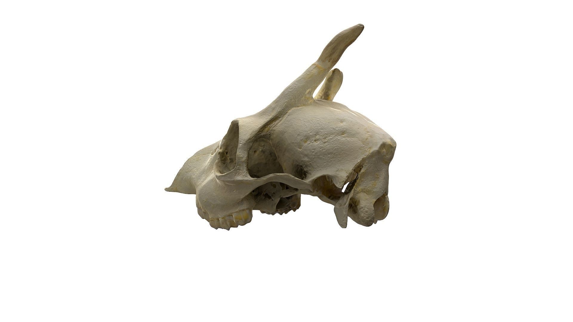 Skull - Deer Low-poly 3D model_8
