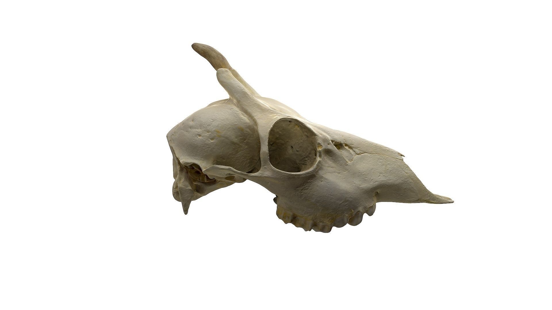 Skull - Deer Low-poly 3D model_3