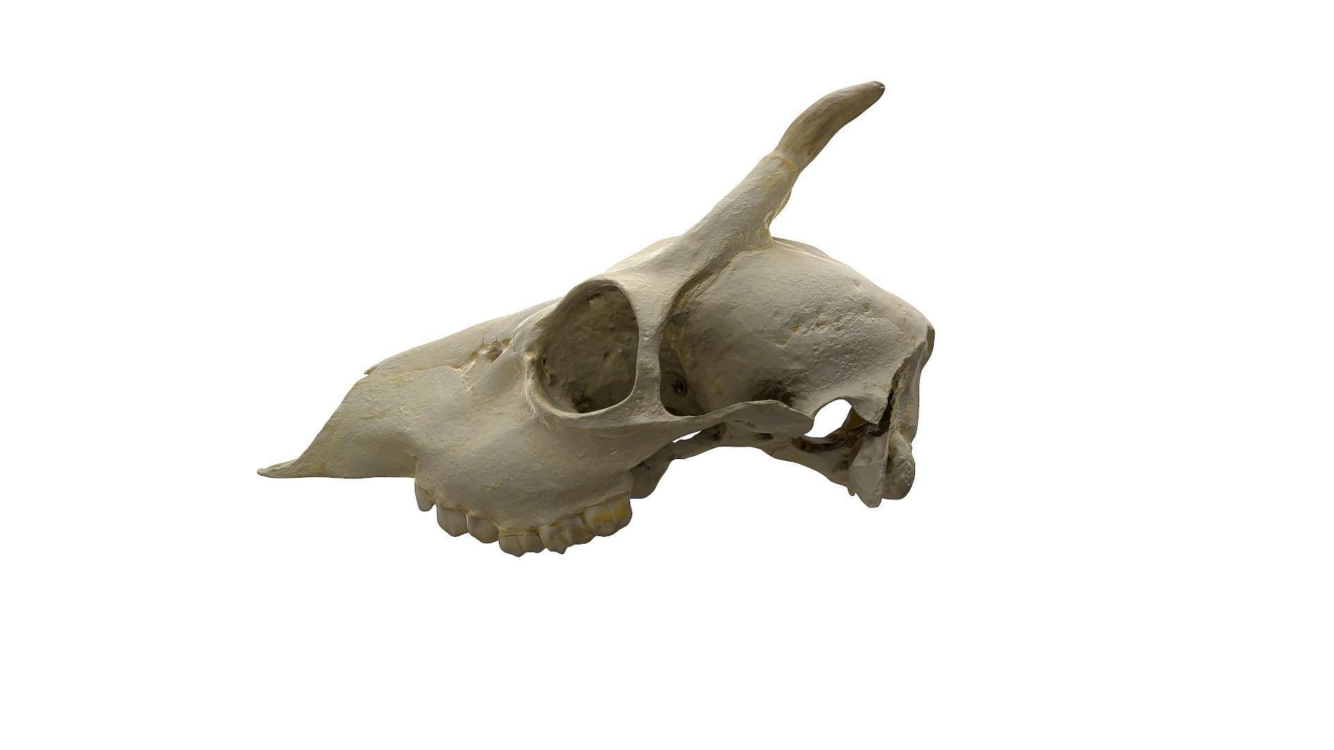 Skull - Deer Low-poly 3D model_9