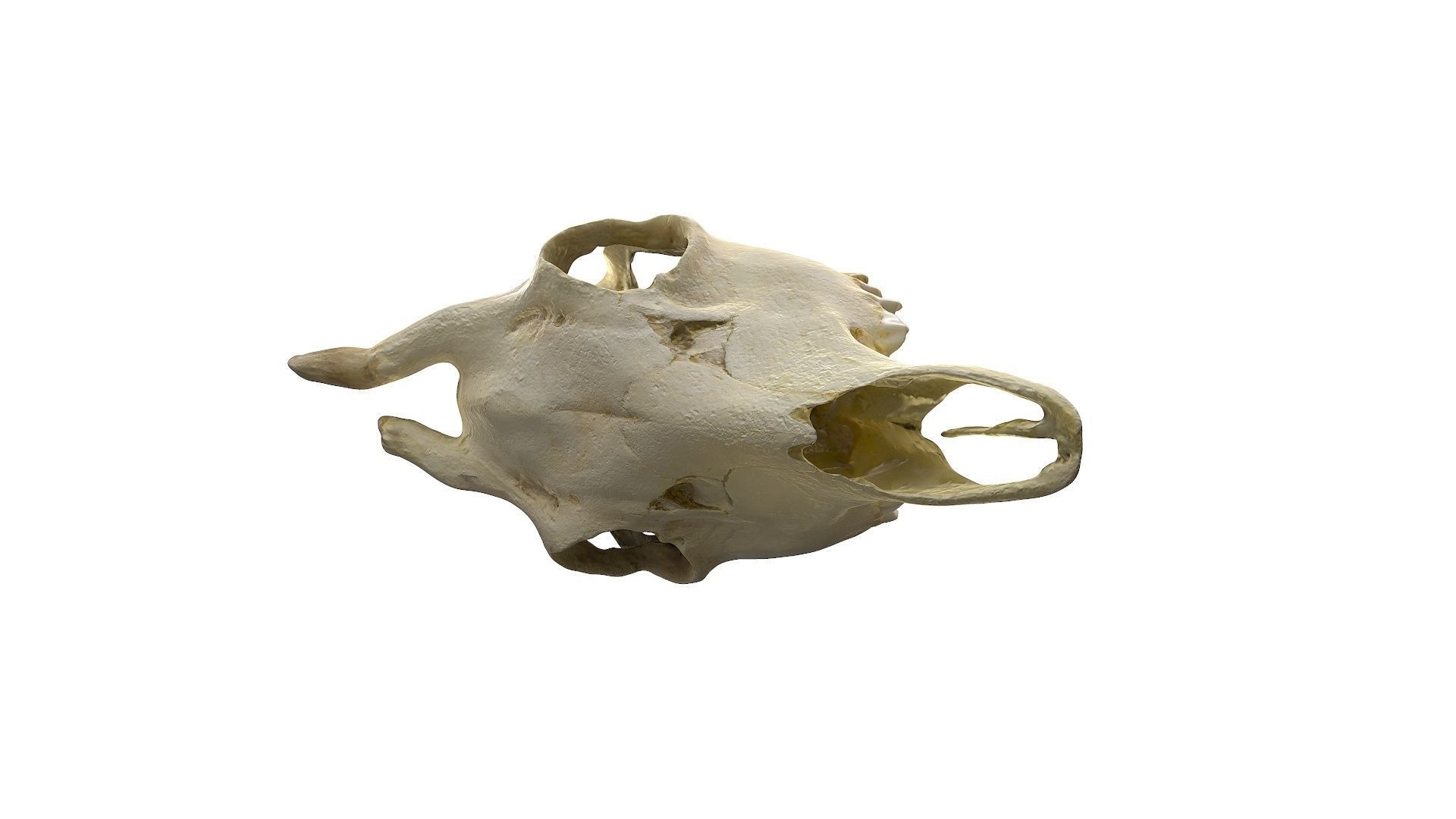 Skull - Deer Low-poly 3D model_22