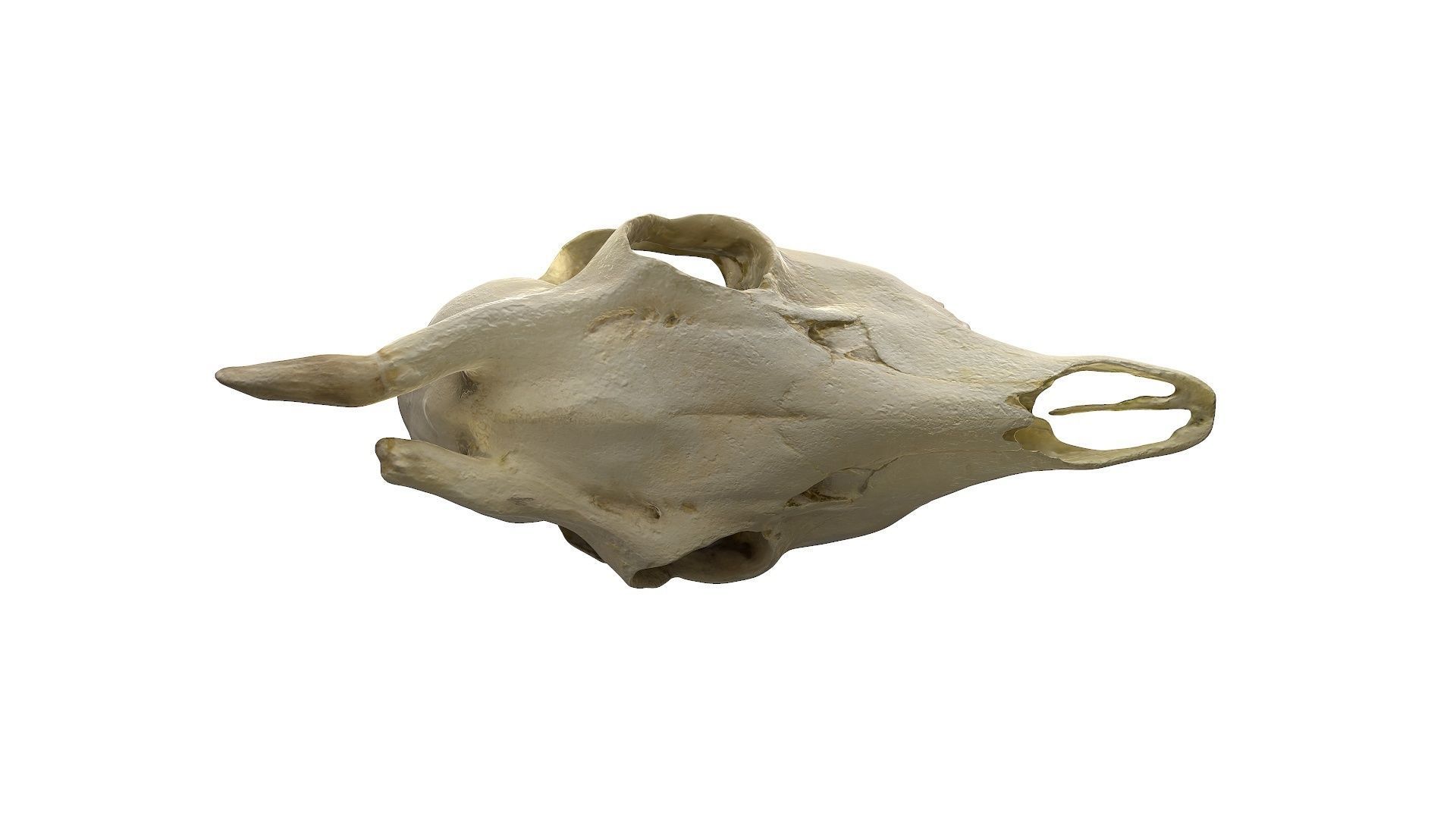 Skull - Deer Low-poly 3D model_23