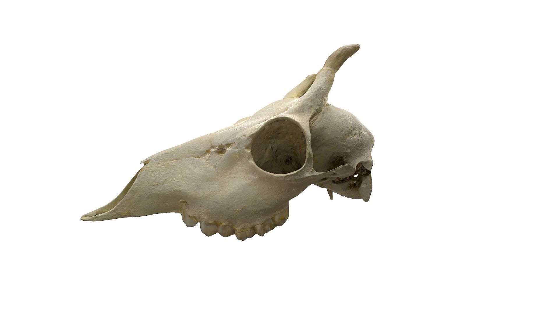 Skull - Deer Low-poly 3D model_10