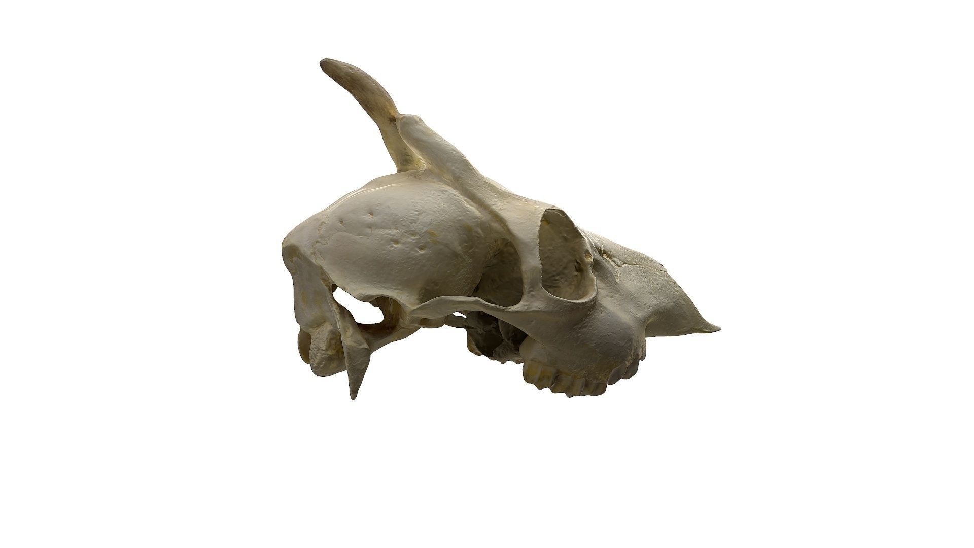 Skull - Deer Low-poly 3D model_4