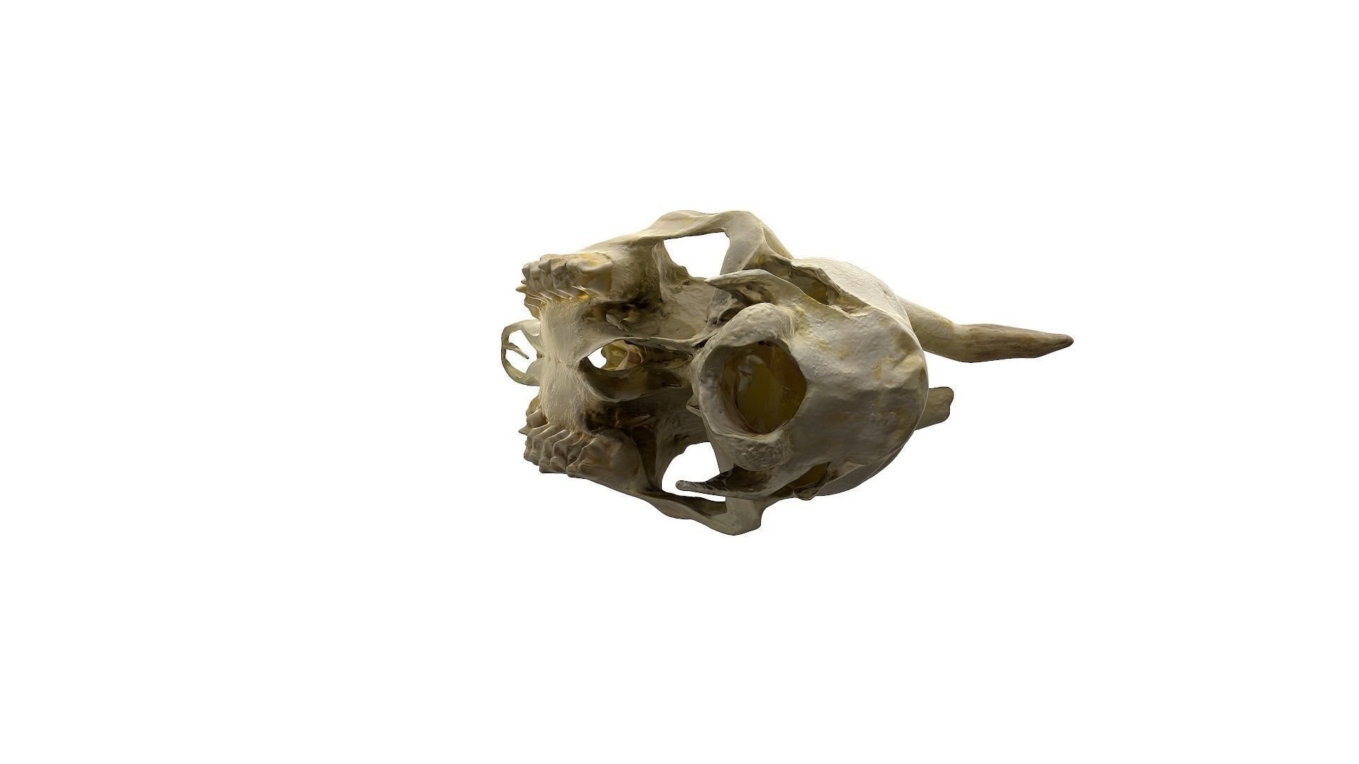 Skull - Deer Low-poly 3D model_17