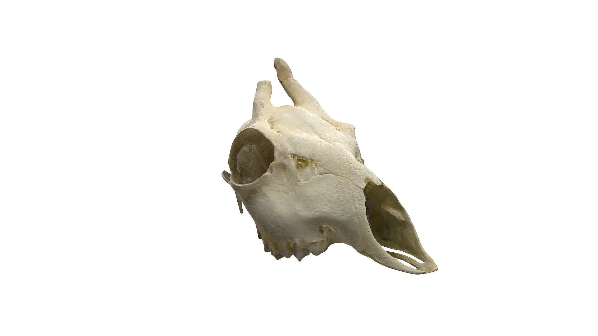 Skull - Deer Low-poly 3D model_1