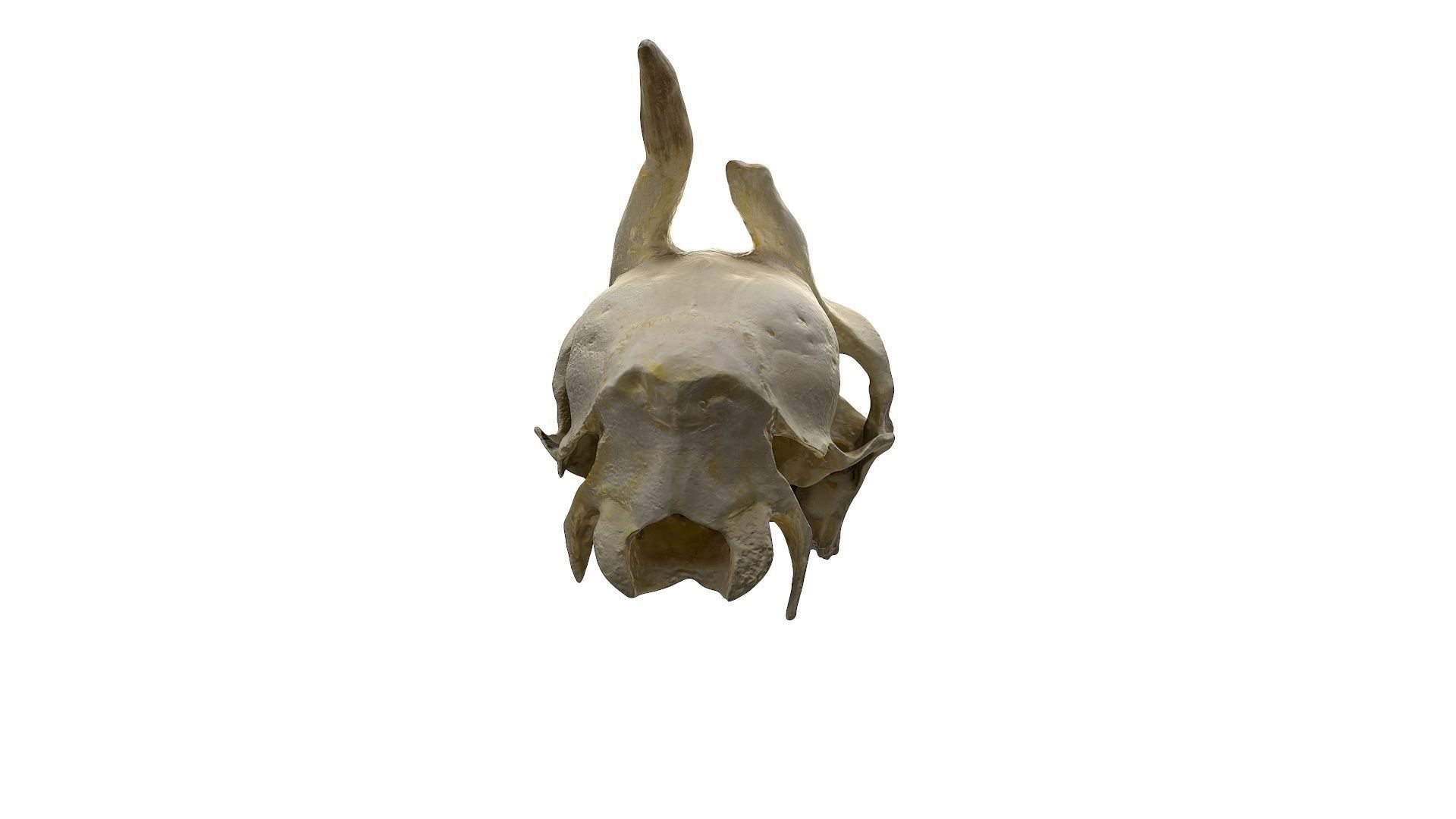 Skull - Deer Low-poly 3D model_6