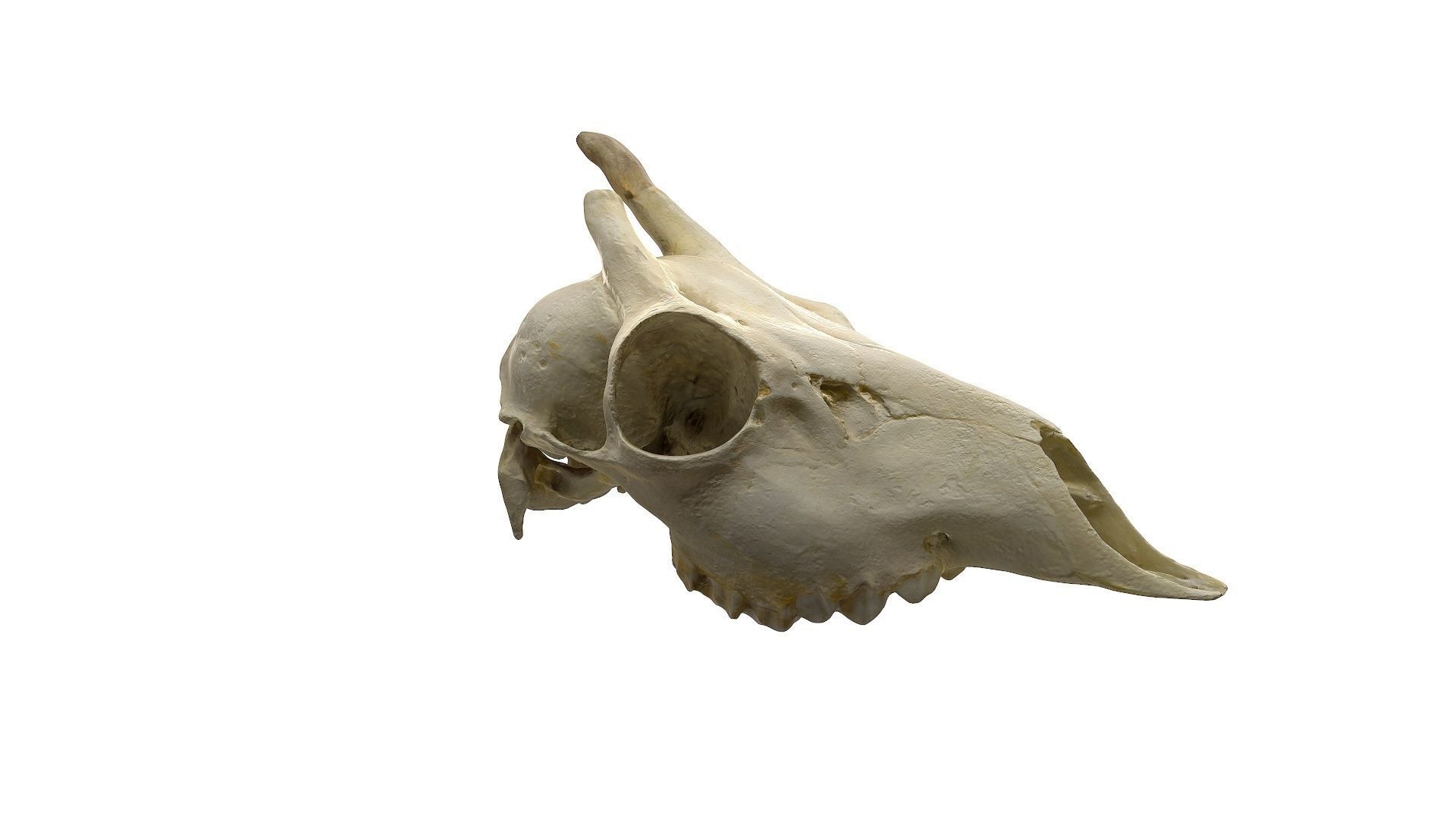 Skull - Deer Low-poly 3D model_2