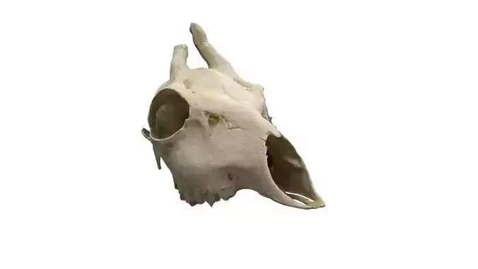 Skull - Deer