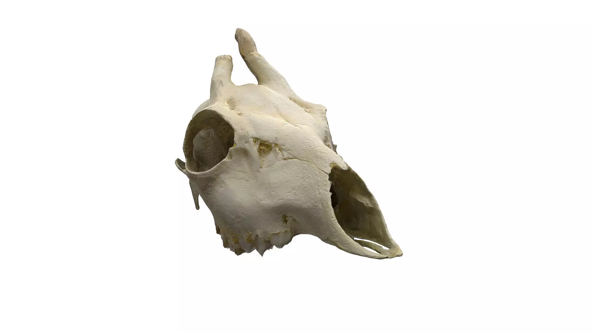 Skull - Deer Low-poly 3D model_0