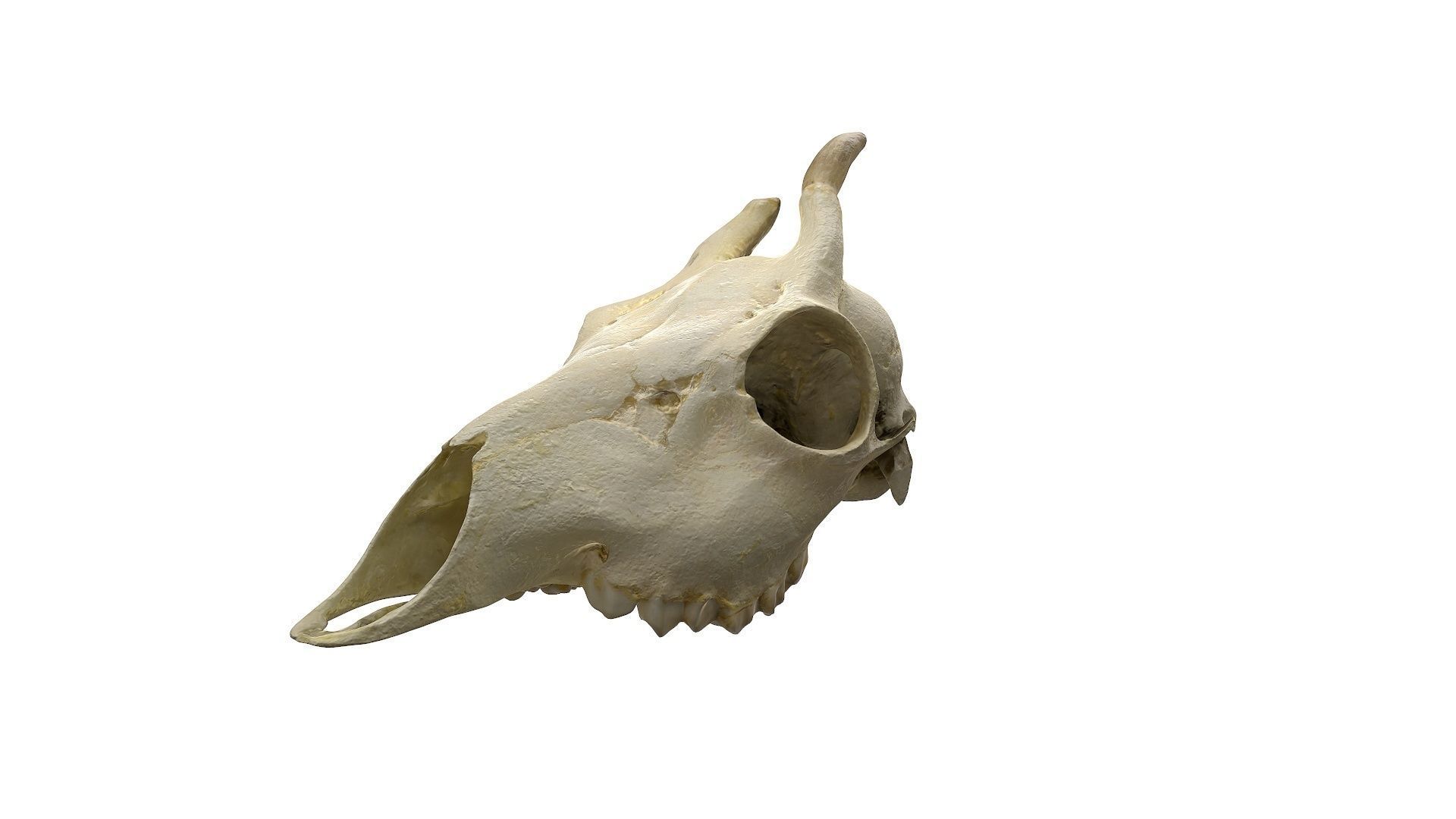 Skull - Deer Low-poly 3D model_11