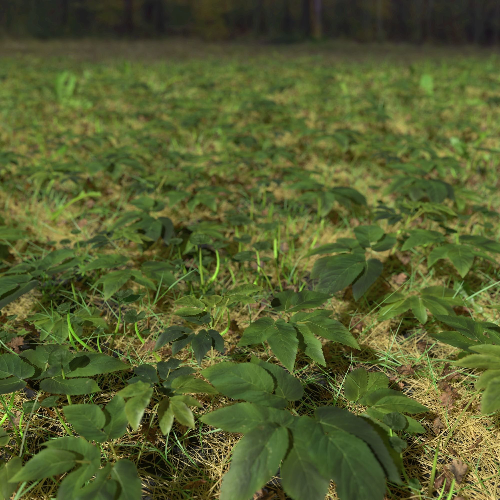 Meadow Patch Ashweed Dense and Free Gift 3D model_1
