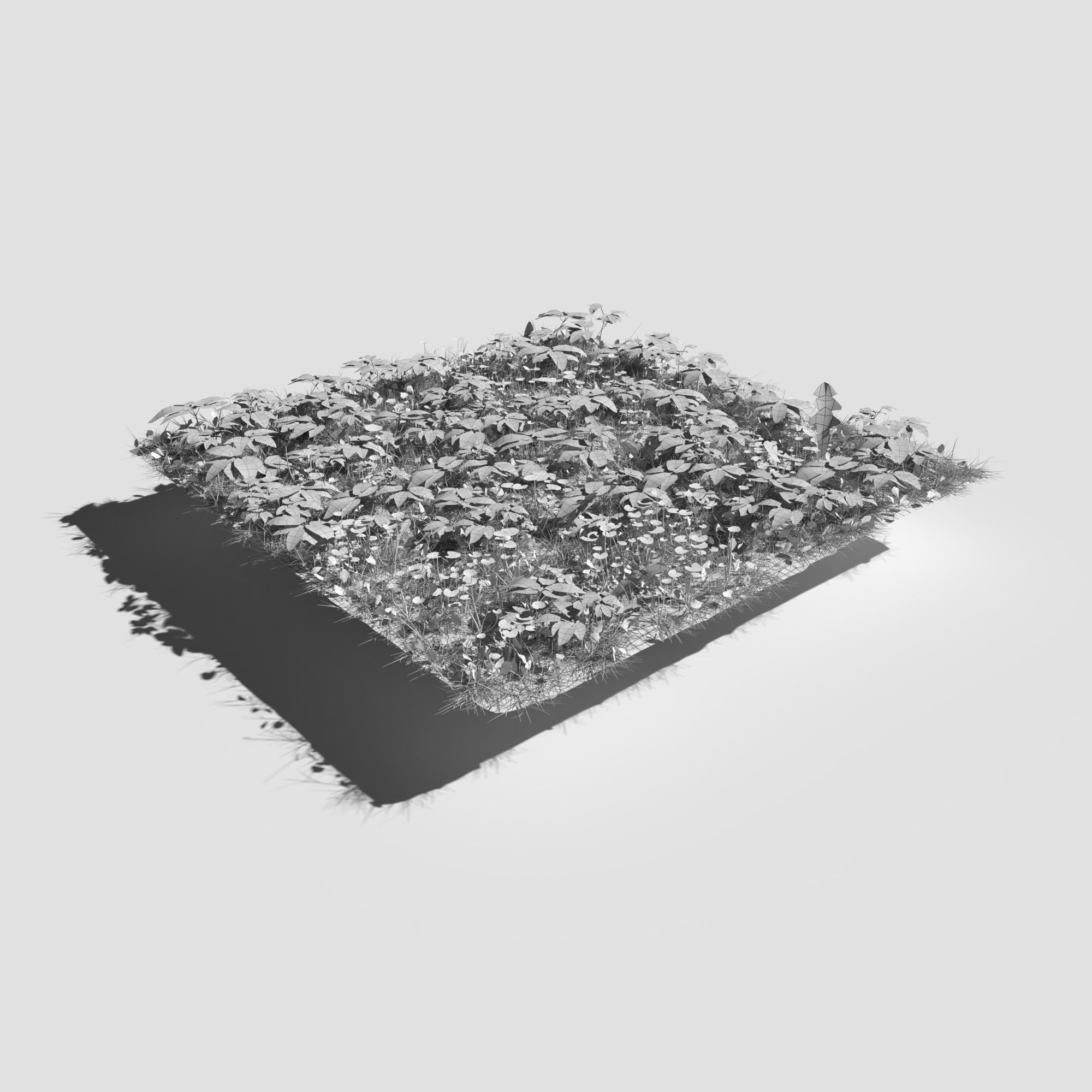 Meadow Patch Ashweed Dense and Free Gift 3D model_8